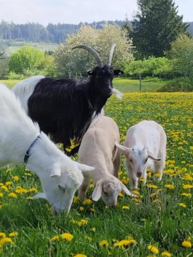 Jurta na zvířecí farmě (Jurta na zvireci farme) in Vilemovice