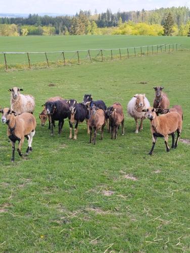 Jurta na zvířecí farmě (Jurta na zvireci farme) in Vilemovice