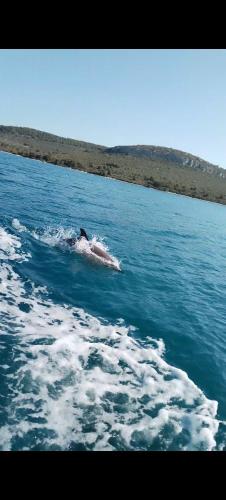 Isolated, 30m to sea, Viktoria s cottage, Kali (foto 10)