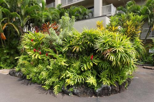 Kuhio Shores - image 6
