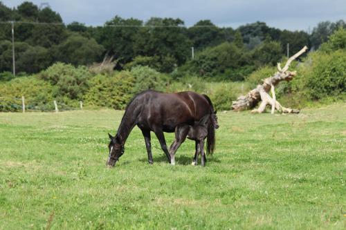 المنطقة المحيطة, La Petite Berais in ميسيلاك