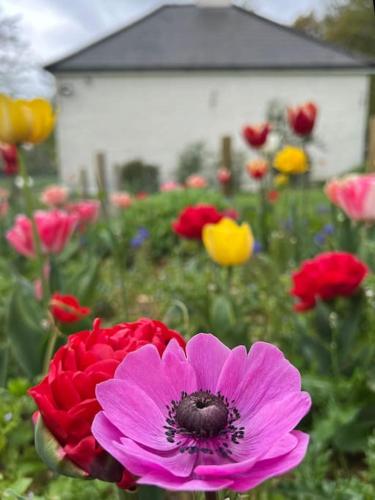 Magnolia Cottage - Kent