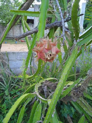 Sanaya Homestay - image 2