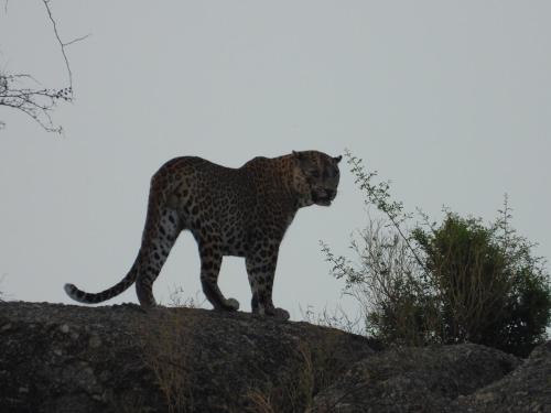 467269603 The Rawla Narlai - A Luxury Heritage Stay in Leopard Country