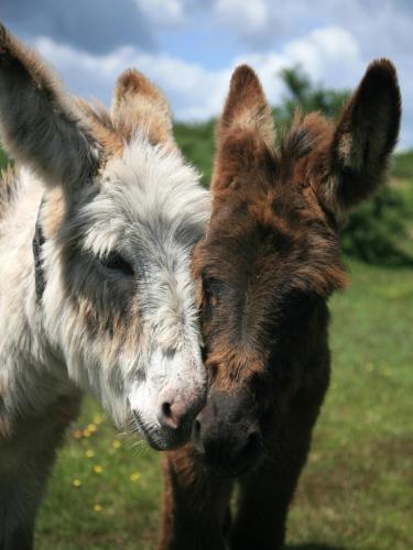 Balmer Lawn - image 10