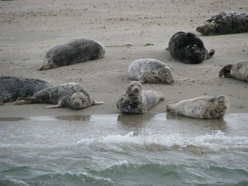 De Waterlelie - main image