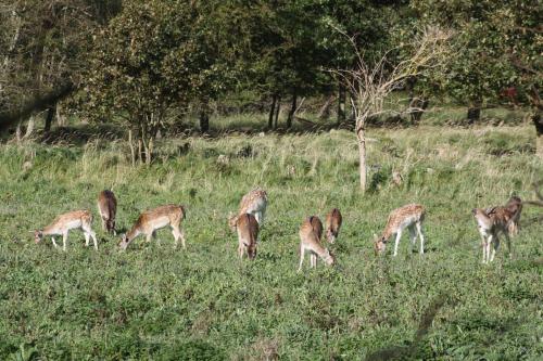 De Waterlelie - image 4