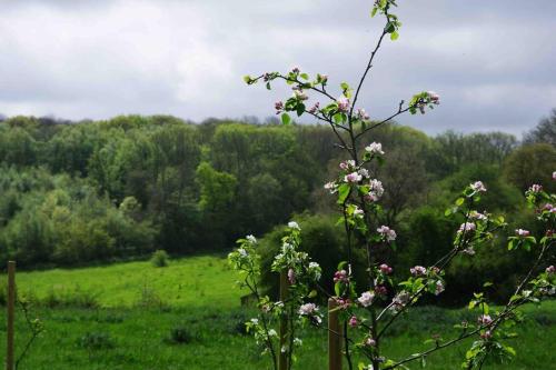 Orchard Cottage - Kent