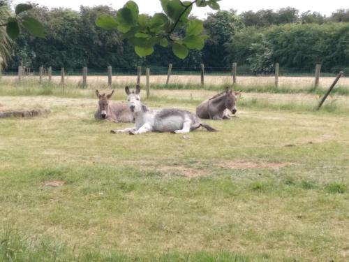 The Wandering Donkey Guest House in Carlow