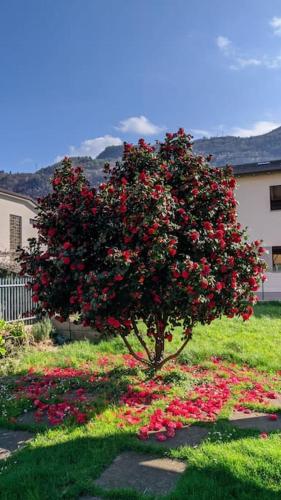 Casa vacanze "La Begonia"