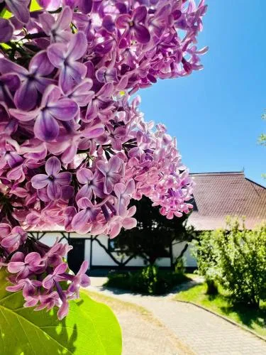 Ferienwohnung Weinterrassen in Middelhagen, Deutschland