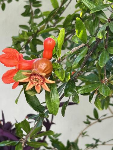 Matogianni Hotel - main image