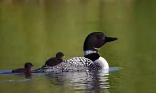 Ladd Pond Cabins and Campground, LLC Gorham (NH) United States