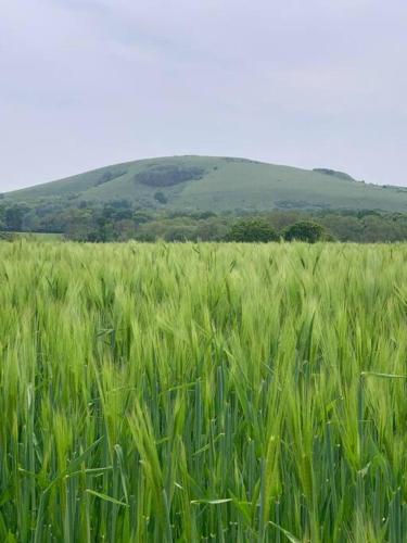 Country Apartment in Hurstpierpoint and Sayers Common
