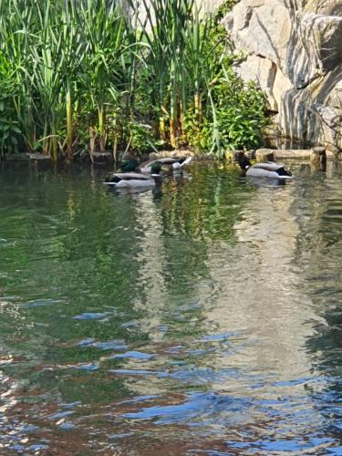 Les berges du moulin - Location saisonnière - Ensisheim