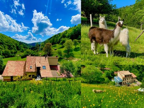 Gîte Saint Ludan - Location saisonnière - Rombach-le-Franc