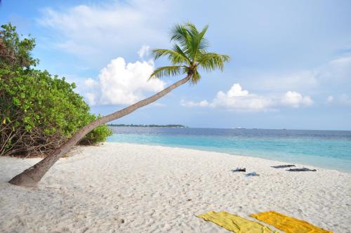 ชายหาด, ซัมเมอร์ วิลลา เกสต์เฮาส์ แอท มาฟูชิ (Summer Villa Guest House at Maafushi) in หมู่เกาะมัลดีฟส์