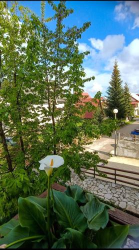 Apartments Sipcic - image 6