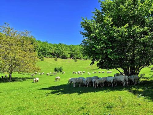 Ferme de Lacassagne