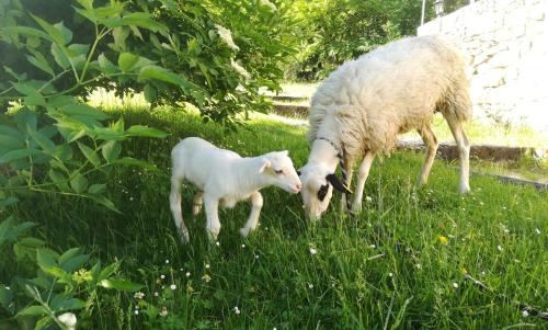 Ferme de Lacassagne