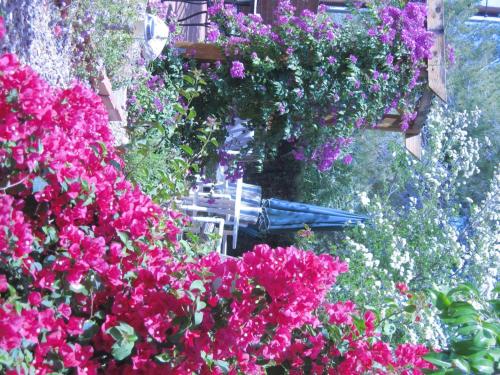 Mon Ami Bed and Breakfast - 정원