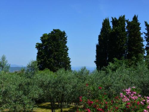 Lovely estate not far from Florence with olives trees