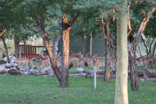 Nkorho Bush Lodge