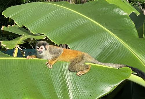 An abundance of wildlife at Jungle Glory Home