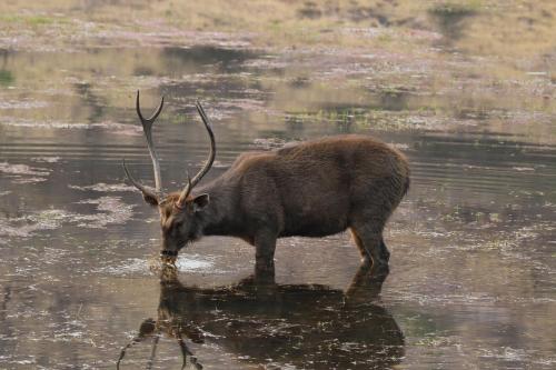 ランタムバー リージェンシー ホテル