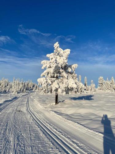 Ny tømmerhytte