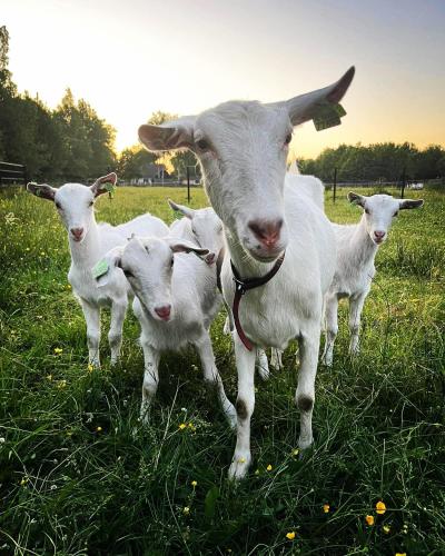 Pipowagens bij Pannenkoekenrestaurant & Camping De Koppenjan 'Een uniek verblijf met kinderspeelboerderij'