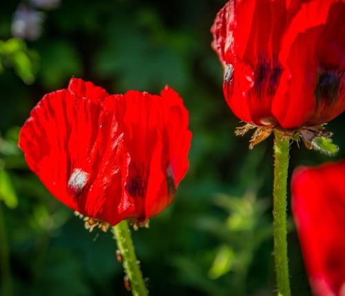 The Rose Barn, Ysgubor y Rhosyn