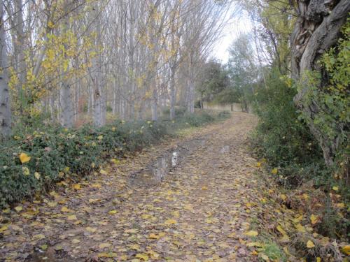 Boleta 700 m2 de jardín para ti solo - image 11