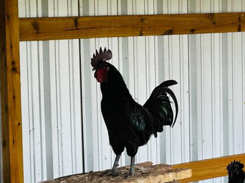 Barn Guesthouse in Jarrell, USA
