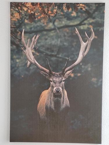 Ferienappartement Potthoff 2 -Hund willkommen- - Apartment - Altenau