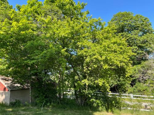 Cottage with beautiful nature, open landscape, forest and lakes I X I Stuga med fin natur, öppna landskap, skog och sjöar