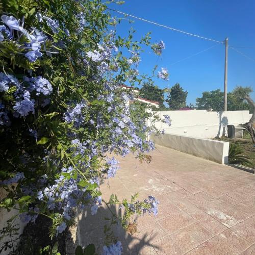  Villa Teresa, viale dei Fornai n 10 in Leporano