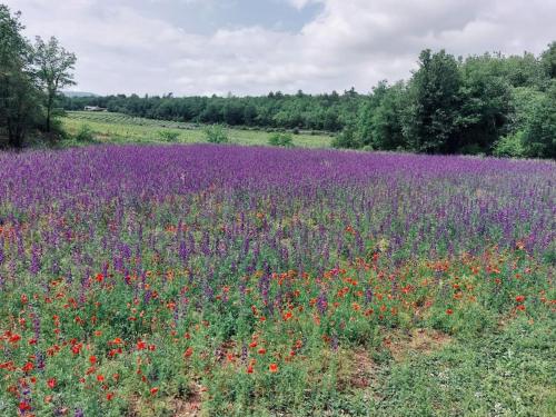 Les jardins d'Isa