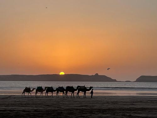 La Symbiose Essaouira — other in Lot municipal 4, Essaouira Morocco, 44000
