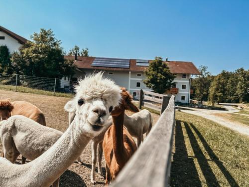 Ferienhof Petermühle Urlaub mit Alpakas - Apartment - Amerang