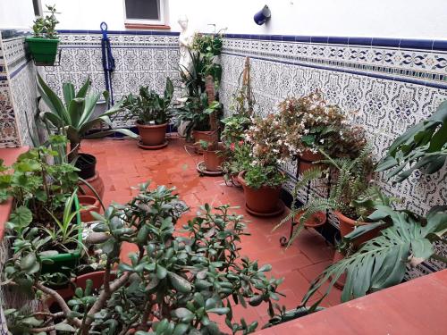Sotel Valle Guadiaro 4