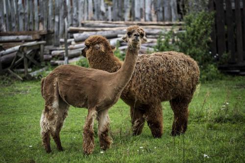 AZURIA agroturystyka - image 13