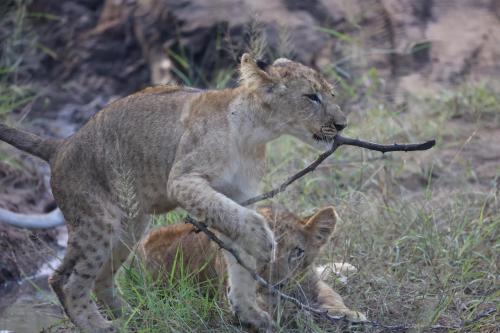 Karongwe Portfolio- Shiduli Private Game Lodge