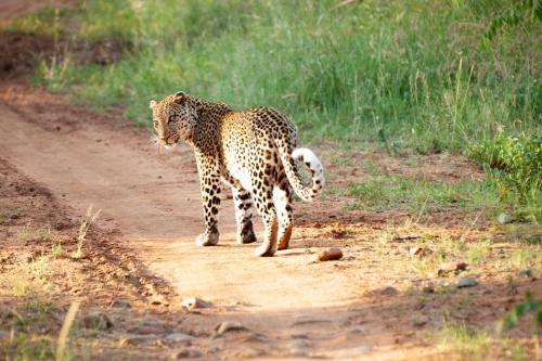 Karongwe Portfolio- Shiduli Private Game Lodge