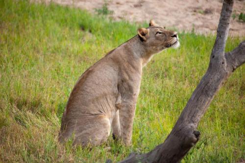 Karongwe Portfolio- Shiduli Private Game Lodge