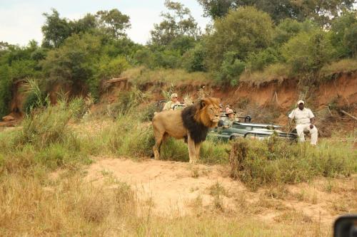 Karongwe Portfolio- Shiduli Private Game Lodge