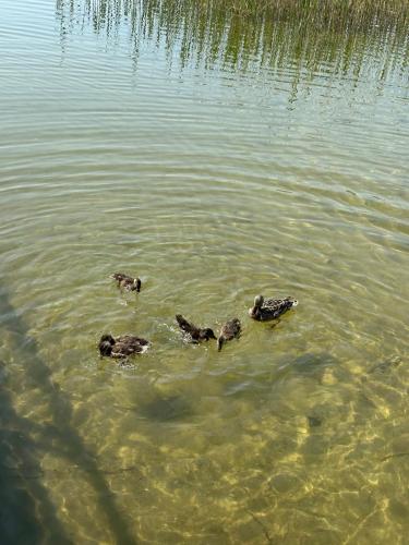 Apartament w Zabytkowej Stajni nad Jeziorem z Dostepem do Parku i Sasiedztwem XIX wiecznego Dworku M in Steklin