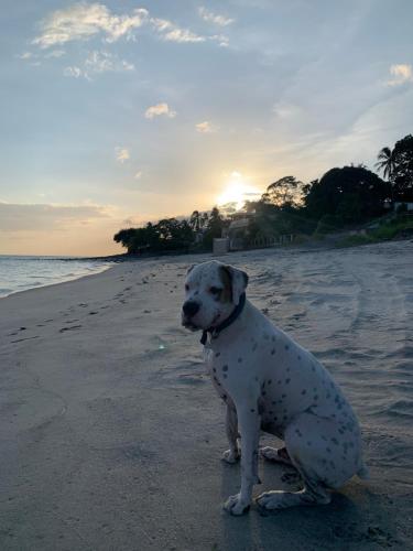 Casa Swell Coronado A unique blend of luxury and nature in the hearth of Coronado