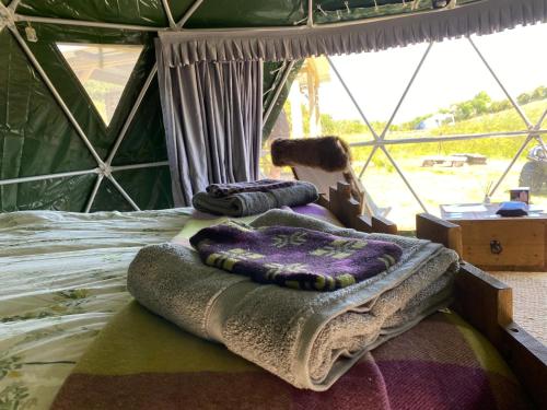 Geodesic Dome Glamping in Languriga
