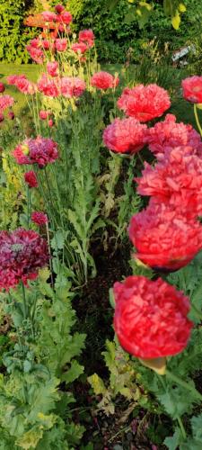 Ecolodge met jaccuzzi en warm zwembad in prachtige tuin met prive sauna Centrum Tilburg